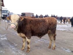 Ardahan'da Soğuklar Hayvan Pazarını Olumsuz Etkiledi