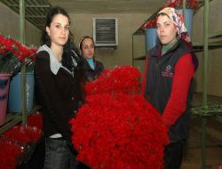 Sevgililer Günü'nde 43 Milyon Dal Çiçek İhraç Edilecek