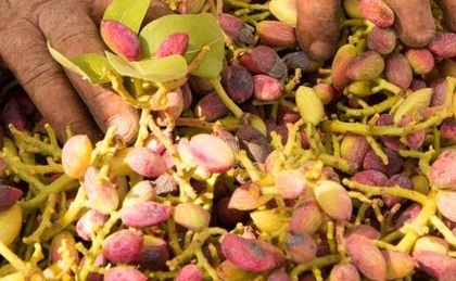 Antep fıstığını Konya'da üretip Gaziantep'e satıyorlar