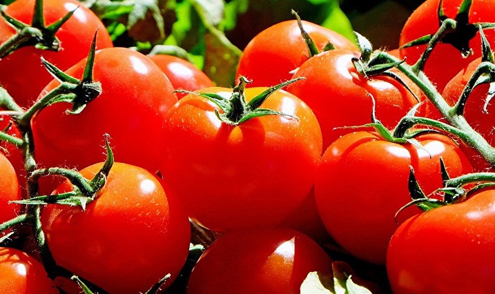 Domates ihracatçısında Rusya sevinci