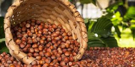 Fındık ihracatında Trabzon lider