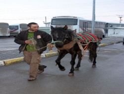 Sahibinden Kurtulan At, Trafiği Karıştırdı