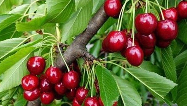 Amasya kirazı 10 ülkede ağızları tatlandırıyor