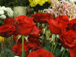 Çiçekçiler: 14 Şubat Gibi Özel Günler Gelmesin, Kar Etmiyoruz!