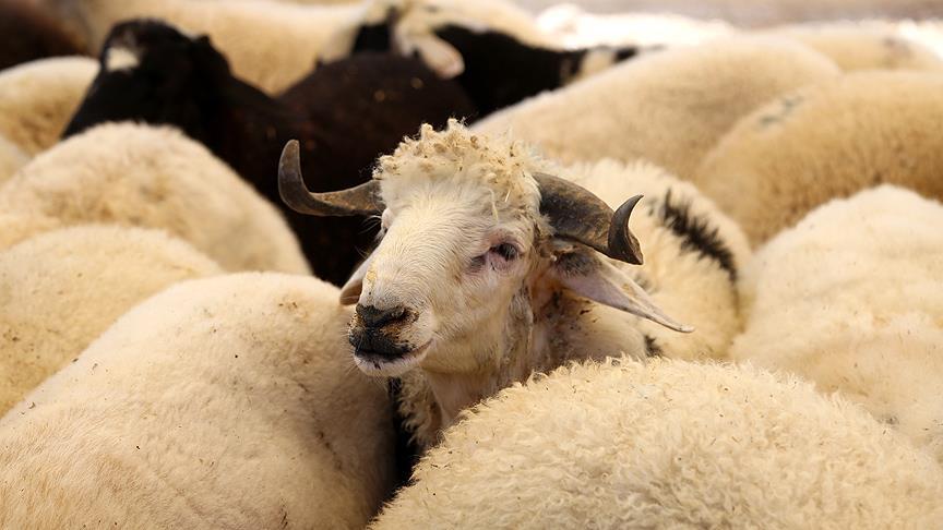 Son kurbanlıklar alıcılarını bekliyor!