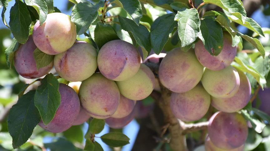 İhraçlık "birton" eriği üreticiyi sevindirdi