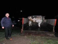 Meriç Nehri Kenarındaki Hayvanlar Tahliye Ediliyor..