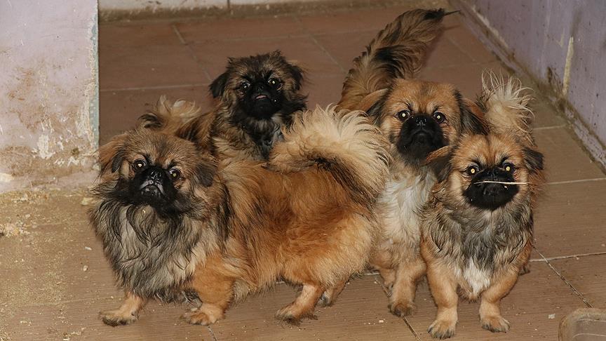 Yurda kaçak getirilen yavru köpekler için ihale
