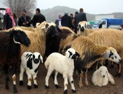 Diyarbakırlı Besiciler Dertli: Hayvan Pazarlarında Fiyatlar İki Yıldır Değişmedi Ama Ete Yüzde 200 Zam Geldi
