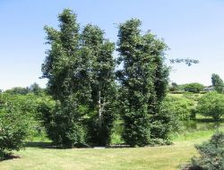 Rus Bilim Adamlarından Kavak Ağacına Doping