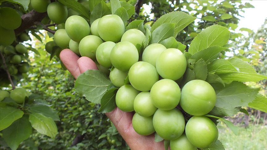 Silifke eriğinin kilogramı bahçede 8-14 liradan satılıyor!