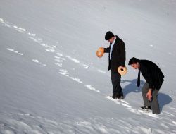 Tilkiler İlçedeki Tavuklara Dadanınca, Kaymakamlık Çareyi Arazilere Ekmek Bırakmakta Buldu