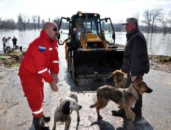 Meriç Nehri Kenarında Mahsur Kalan Köpekler Kurtarıldı