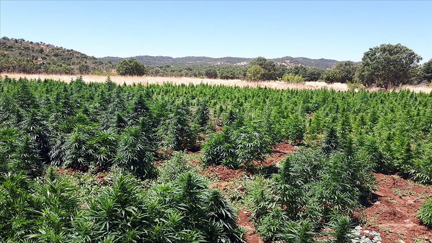 Diyarbakır'da 5 milyon 430 bin 704 kök Hint keneviri ele geçirildi