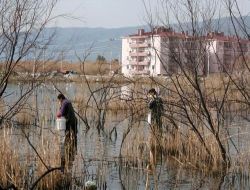 Balıkesir'in Zeytinli Beldesinde Sirisinek Mücadelesine Başlandı