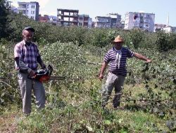 Fındığı Para Etmeyen Üretici, Tepki İçin Fındık Ağaçlarını Kesti!