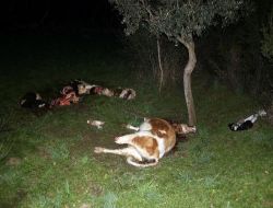 Çaldıkları Hayvanları Gece Tarlada Keserken Yakalandılar