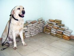 Diyarbakır'da Zehir Tacirlerine Darbe: 37 Kilo 800 Gram Eroin  Ele Geçirildi!