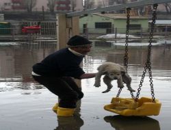Yavru Köpek Sular Yükselince Salıncakta Mahsur Kaldı