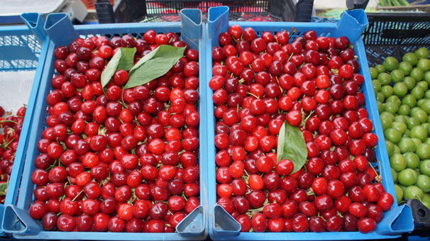 'Lapseki Kirazı' üreticileri hasat için gün sayıyor