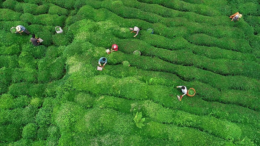 ÇAYKUR'dan yaş çay alımı ve kontenjan uygulaması açıklaması