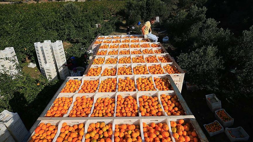 Rusya'ya mandarin ihracatı 5 ayda yüzde 50 arttı!