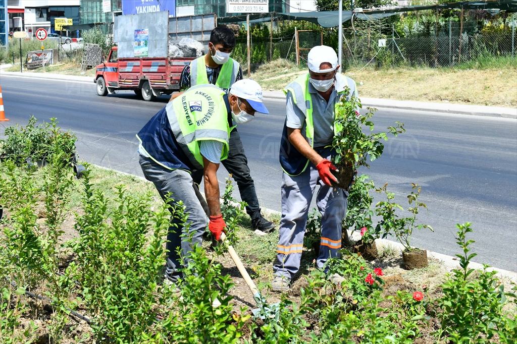 Ankara Büyükşehir Belediyesi, Ayaş Yolunu güllerle süsledi