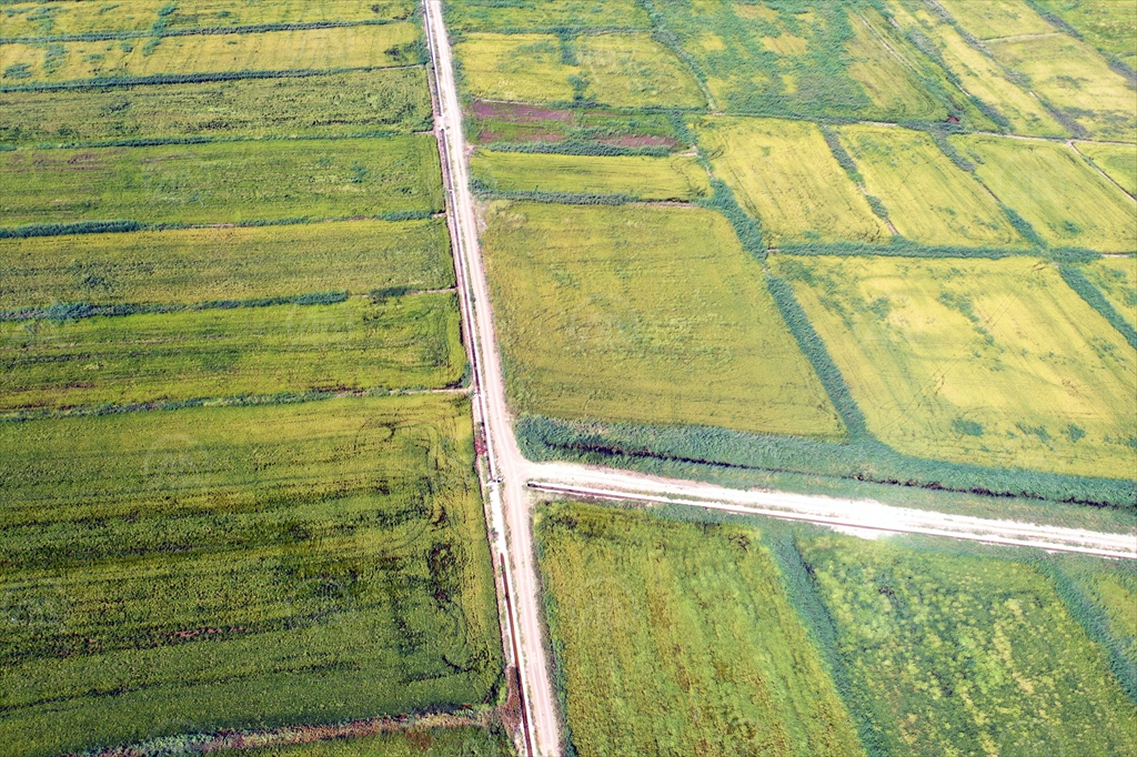 Yüksek hava sıcaklıkları çeltik üreticilerini memnun ediyor