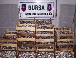 Trol İle Avlanan Balıklara El Konuldu
