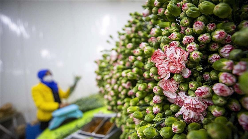 Türkiye'de geçen yıl en çok üretilen kesme çiçek 'karanfil' oldu!