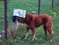 Kafası Tenekeye Sıkışan Köpeği, İtfaiye Ekipleri Kurtardı