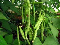 Şubatın Zam Şampiyonu: Yeşil Fasulye