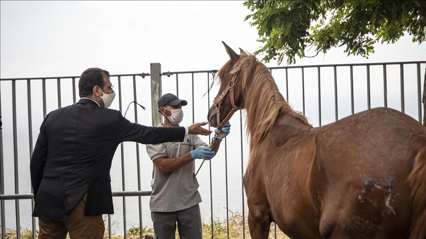 İBB'den Adalar'ın atlarıyla ilgili açıklama