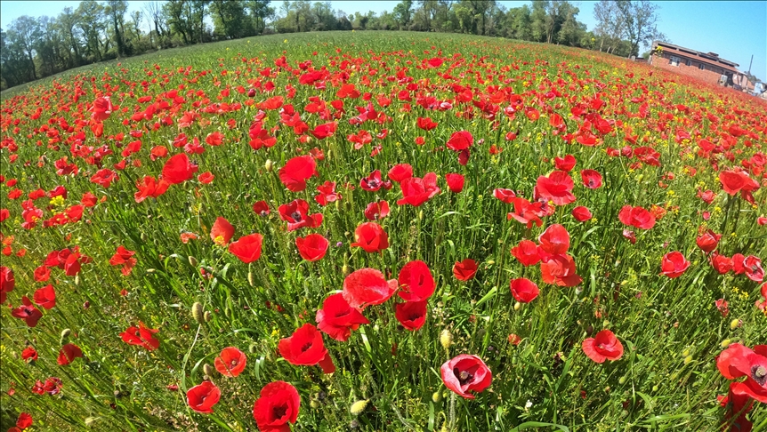 Kızılırmak Deltası ilkbaharda açan çiçeklerle renklendi