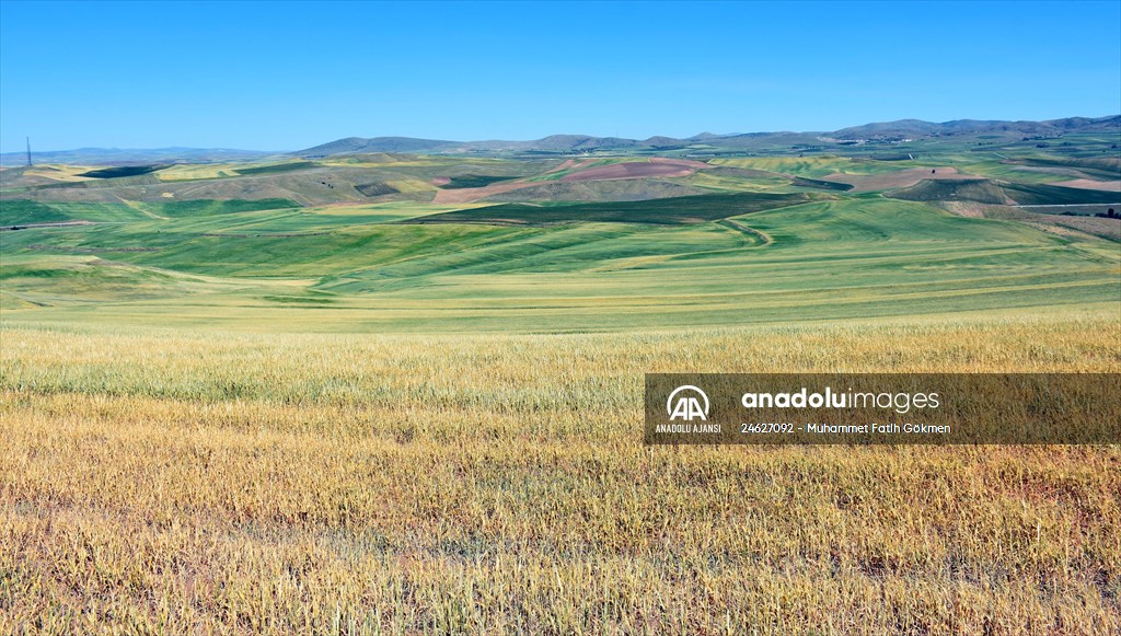 İç Anadolu'da kuraklık hububat üreticilerini endişelendiriyor