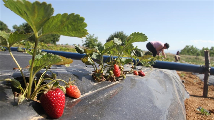 Konya'da yetişen 'Hüyük Çileği' coğrafi işaretle tescillendi