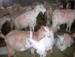 Niğde'de Yoksul Çiftçiler Ve Kadınlara Süt Keçisi Saanen Dağıtımı Yapıldı