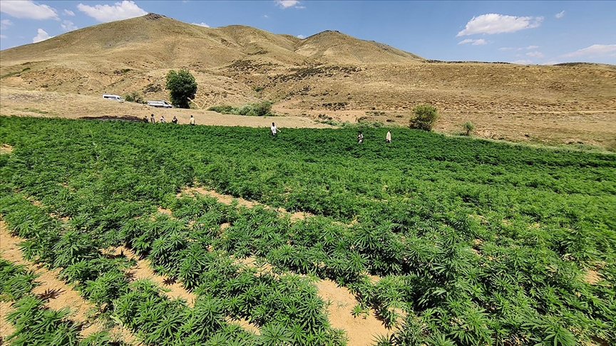 Bingöl'de Eren-4 Narkoterör Operasyonu'nda 15 milyon 217 bin kök kenevir ele geçirildi