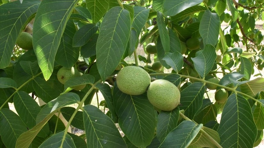 Ceviz deposu Kırşehir'de yüksek rekolte bekleniyor