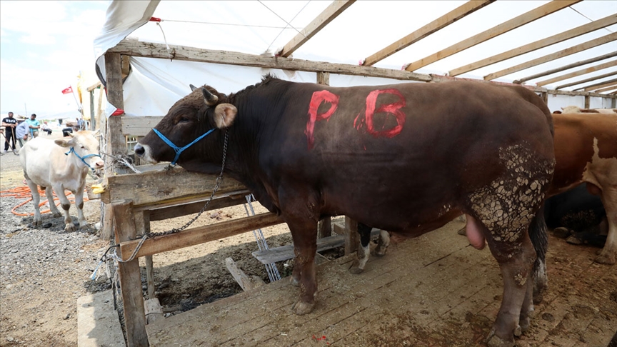 Ankara'daki 1,5 tonluk kurbanlık 'Paşa' Pursaklar Belediye Başkanı tarafından 29 bin liraya alındı