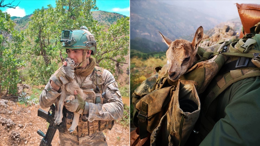 Mehmetçik yavru ceylana sahip çıktı!