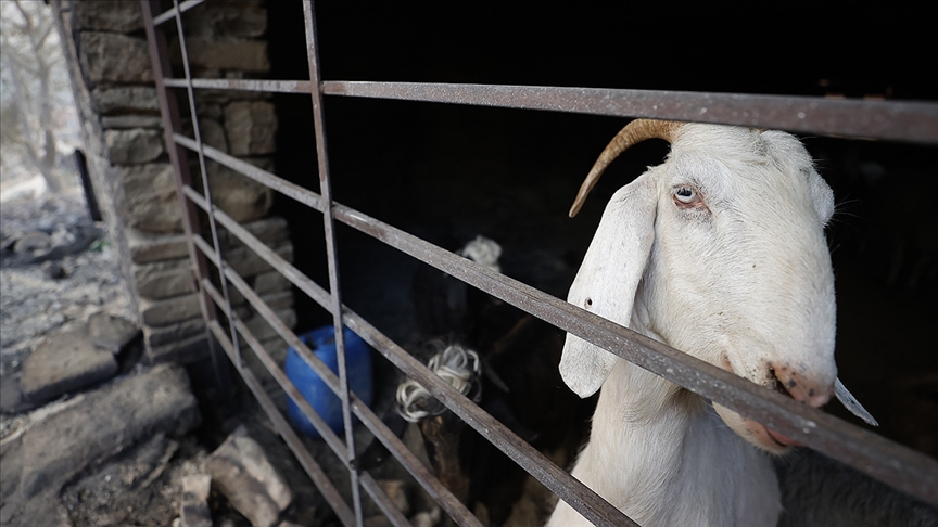 HAYTAP orman yangınlarında yaralanan hayvanların tedavi masraflarını karşılayacak