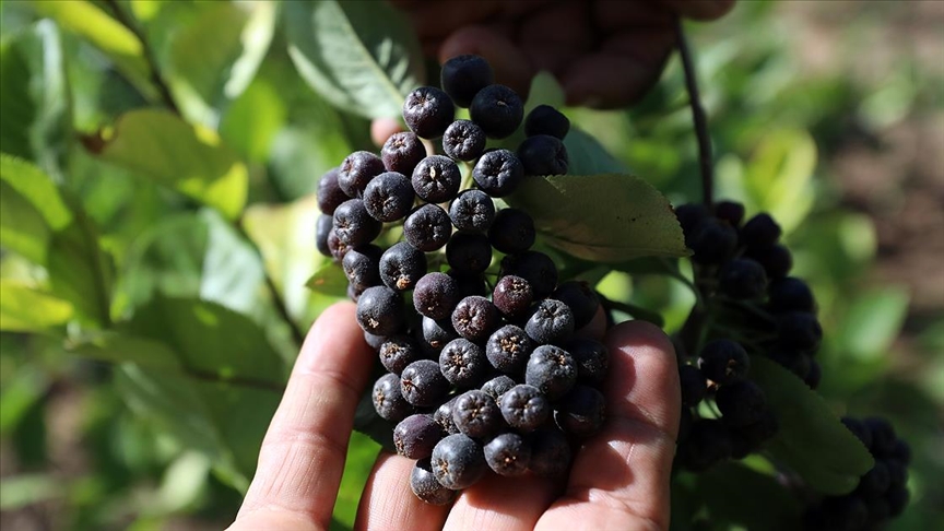 Başkentli çiftçiler 'süper meyve' aronyanın üretimini arttırmak için kooperatif kuracak