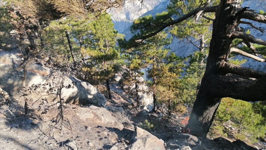 Kahramanmaraş'ta çıkan orman yangınına havadan ve karadan müdahale ediliyor