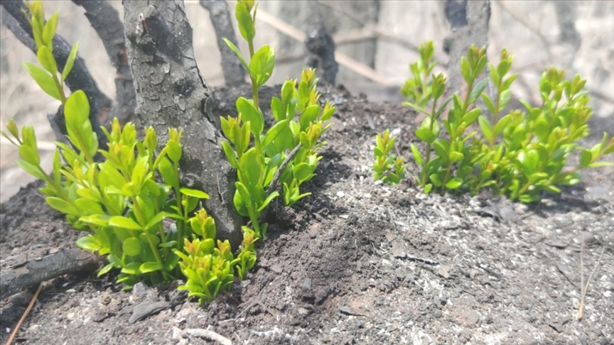 Marmaris ve Datça'daki yanan orman alanlarında doğa yeniden canlanmaya başladı
