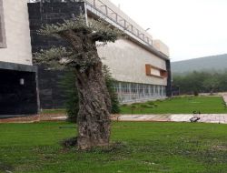 Tartışmalı Rektörlük Binasına 7 Bin 500 Liraya Üç Zeytin Ağacı Alındı