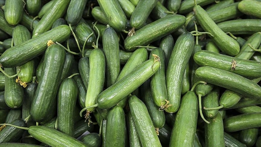 Ağustosta en çok salatalığın fiyatı arttı!