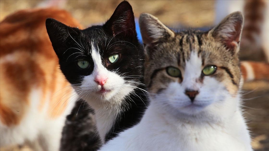 Hayvan hakları konusunda son bir yılın en önemli gelişmesi kanun değişikliği