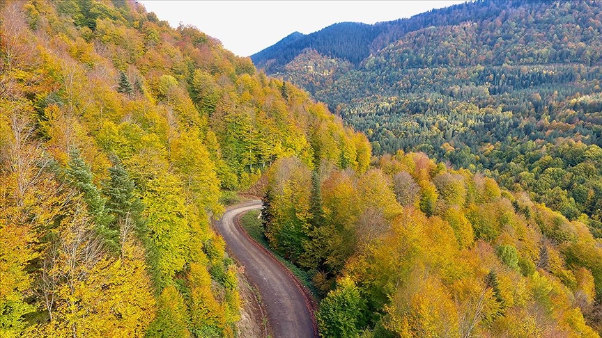 ...Düzce'nin Ormanlarında Sonbahar Renkleri...