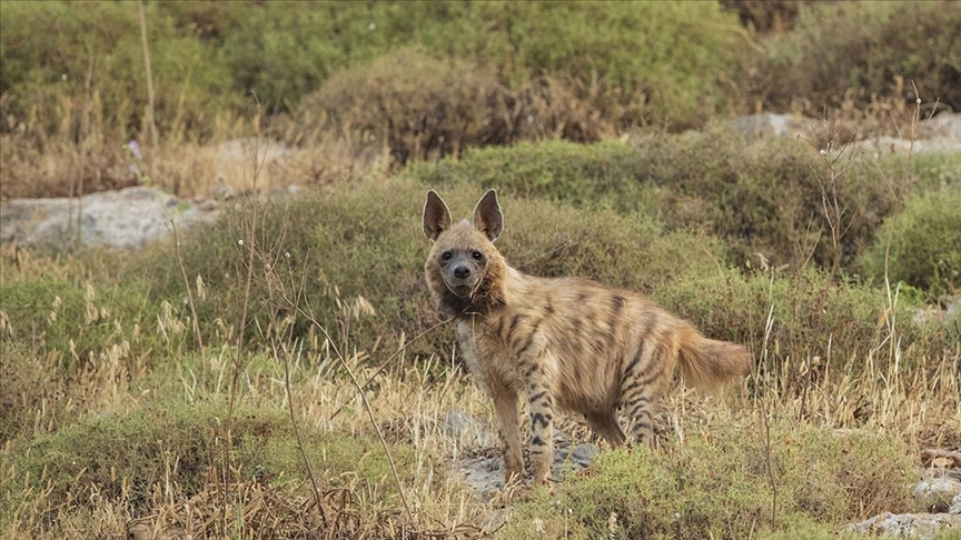 ABD'de ilk kez sırtlanlarda Kovid-19 tespit edildi!